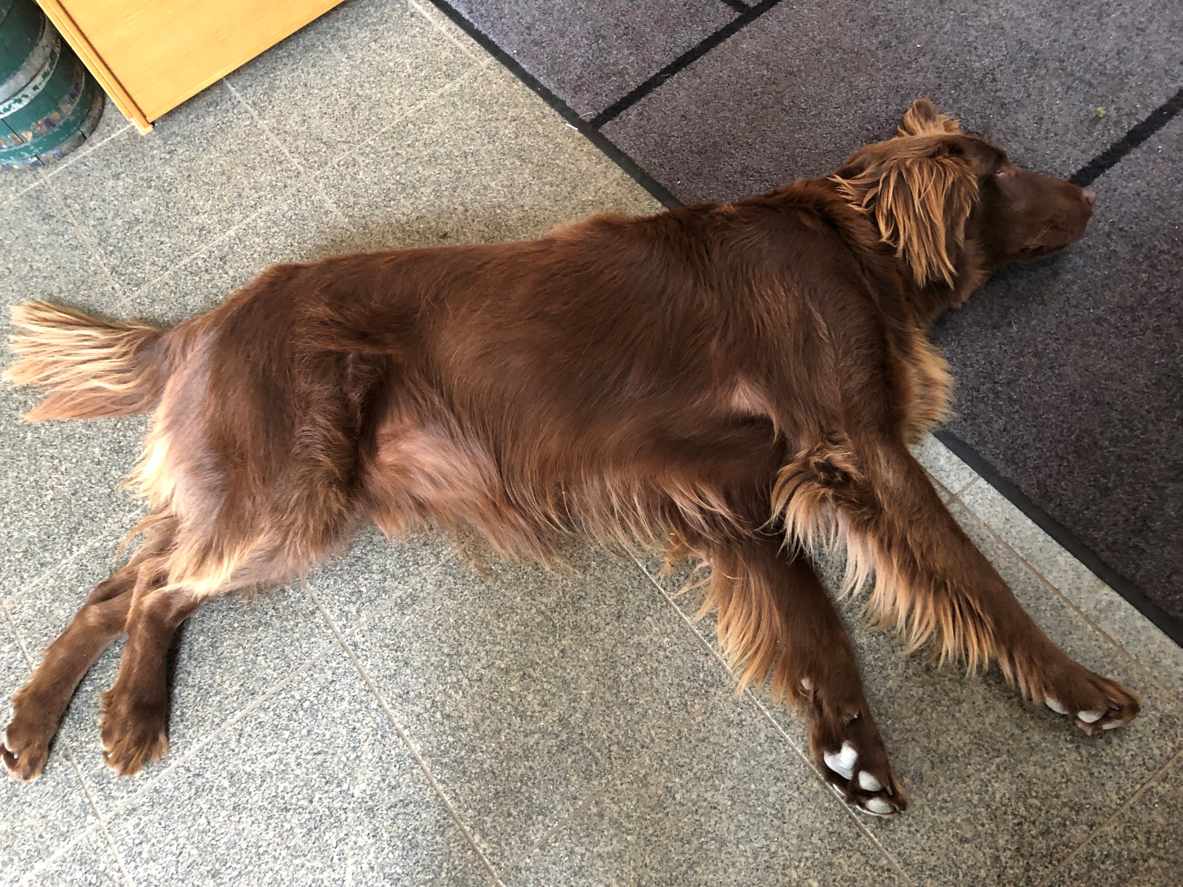 En brun hund som ligger på ett golv och vilar