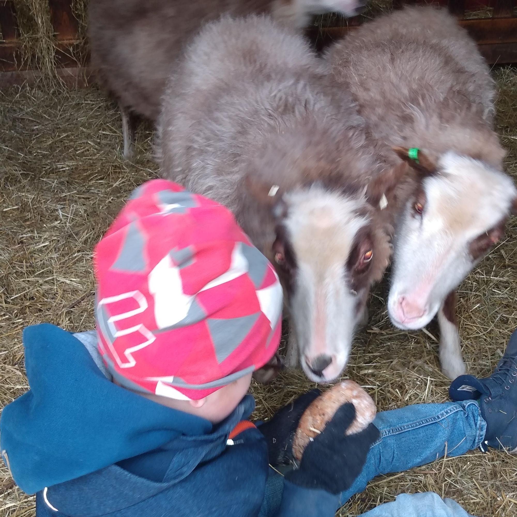 Ett barn leker med två lamm