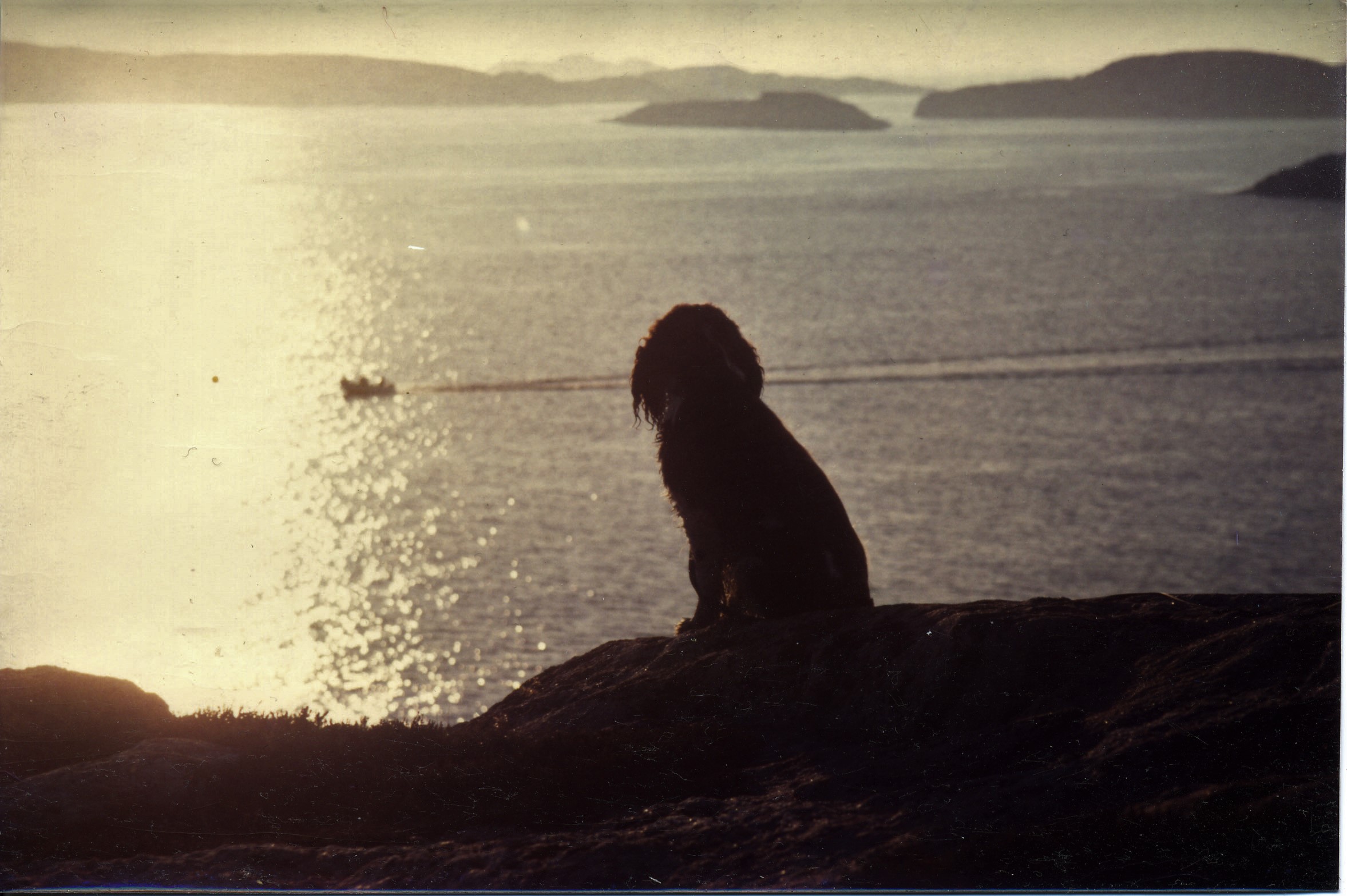 Hund står i solnedgången och kollar ut över havet på Tjurpannan