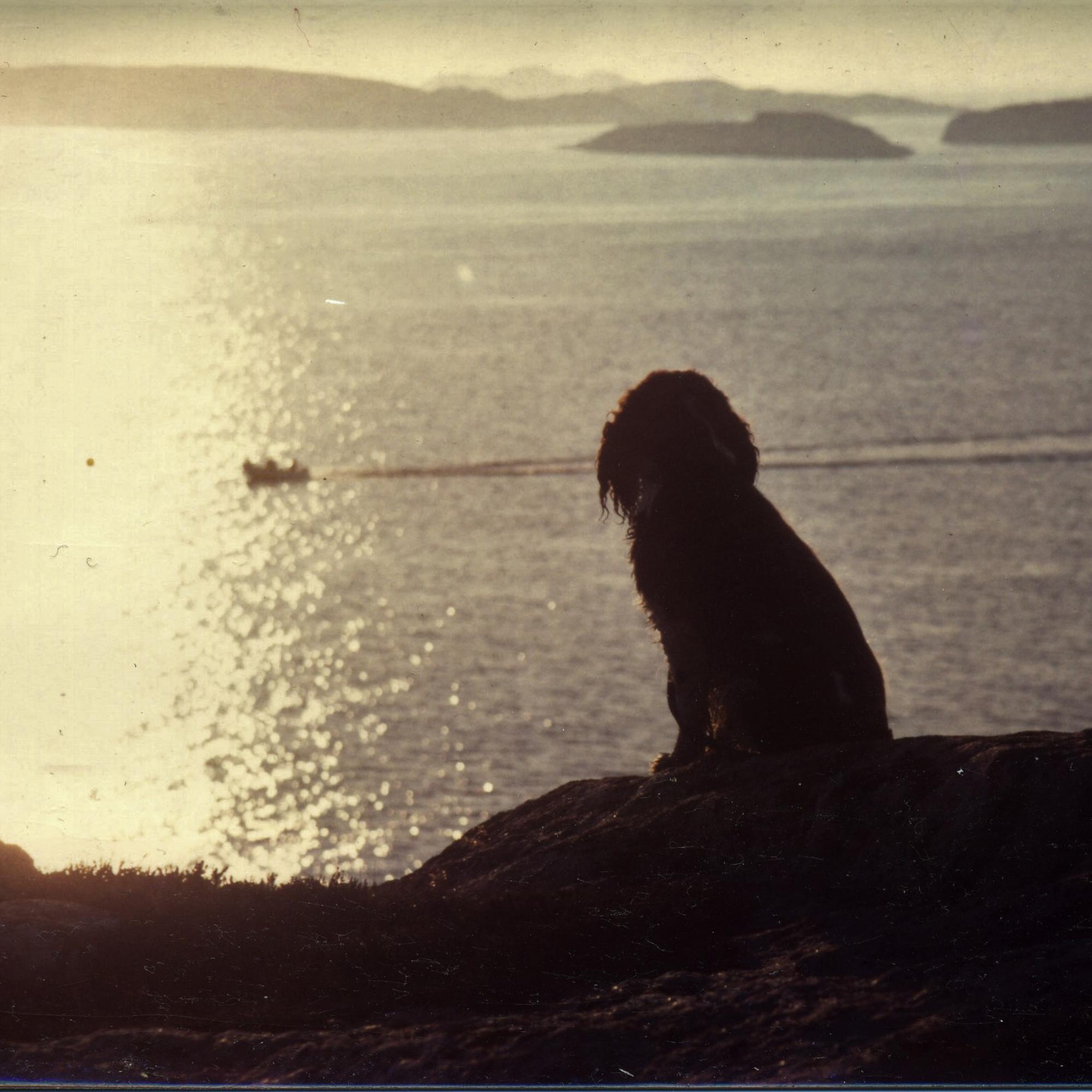 Hund står i solnedgången och kollar ut över havet på Tjurpannan