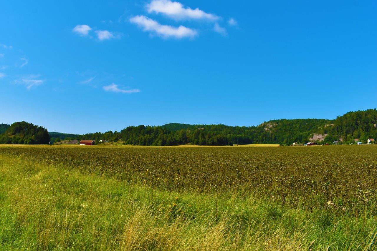 Åkermark under en blå himmel i Bärfendal