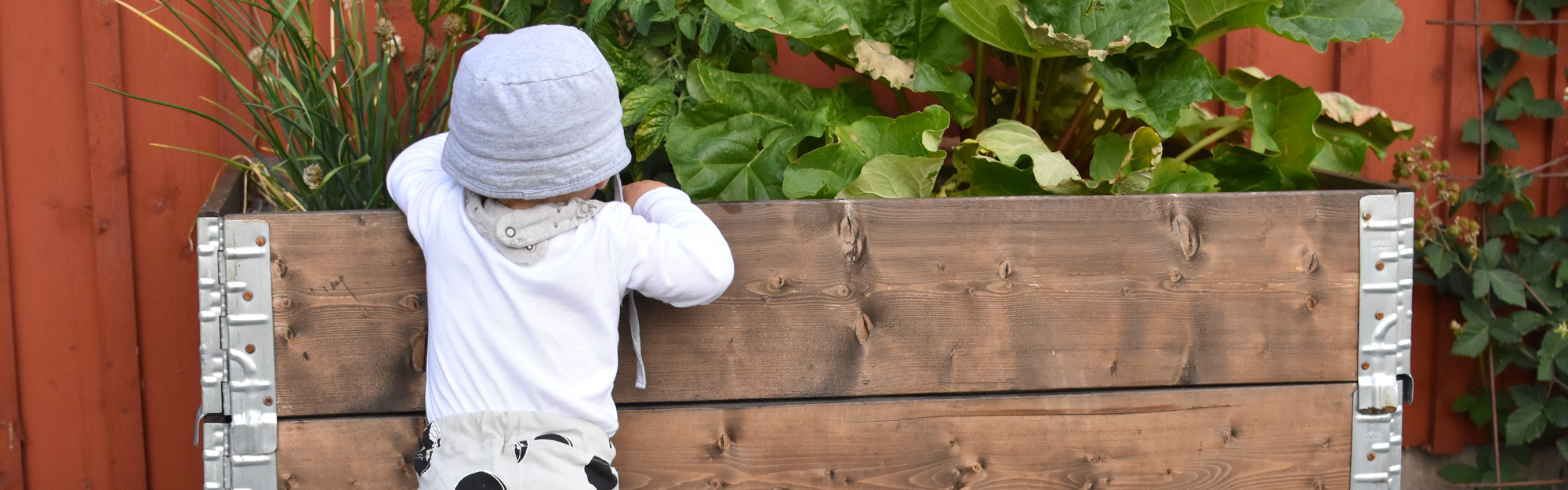 Bebis som hänger över en odlingslåda med rabarber och gräslök.
