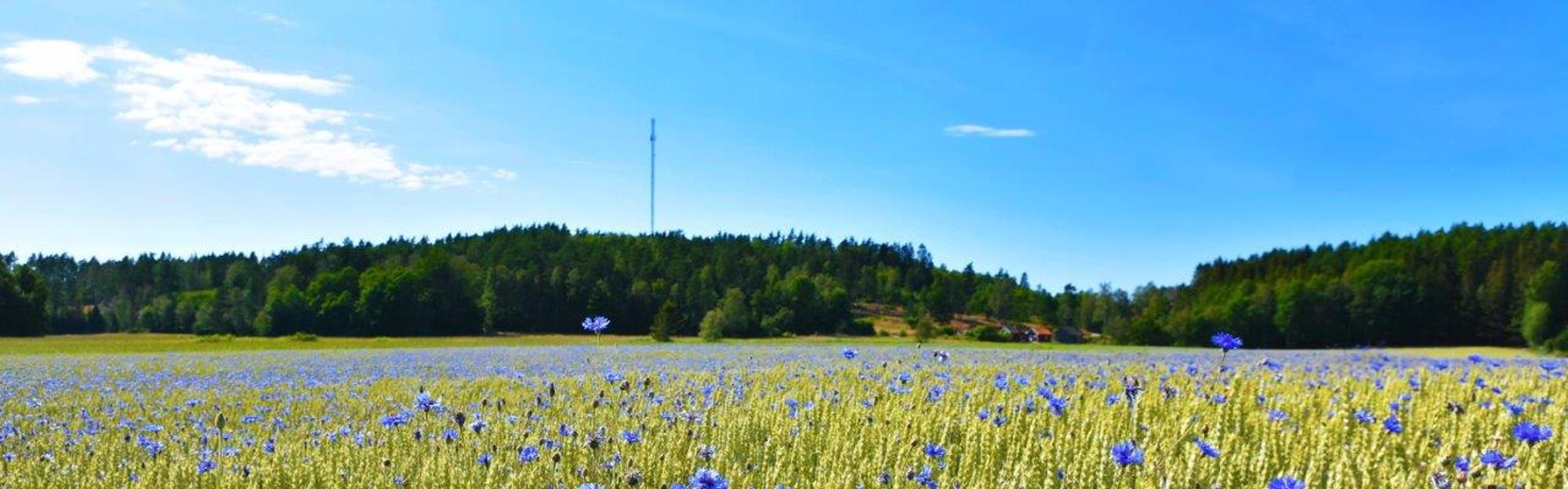 Gult rapsfält med skog och ängari bakgrunden.