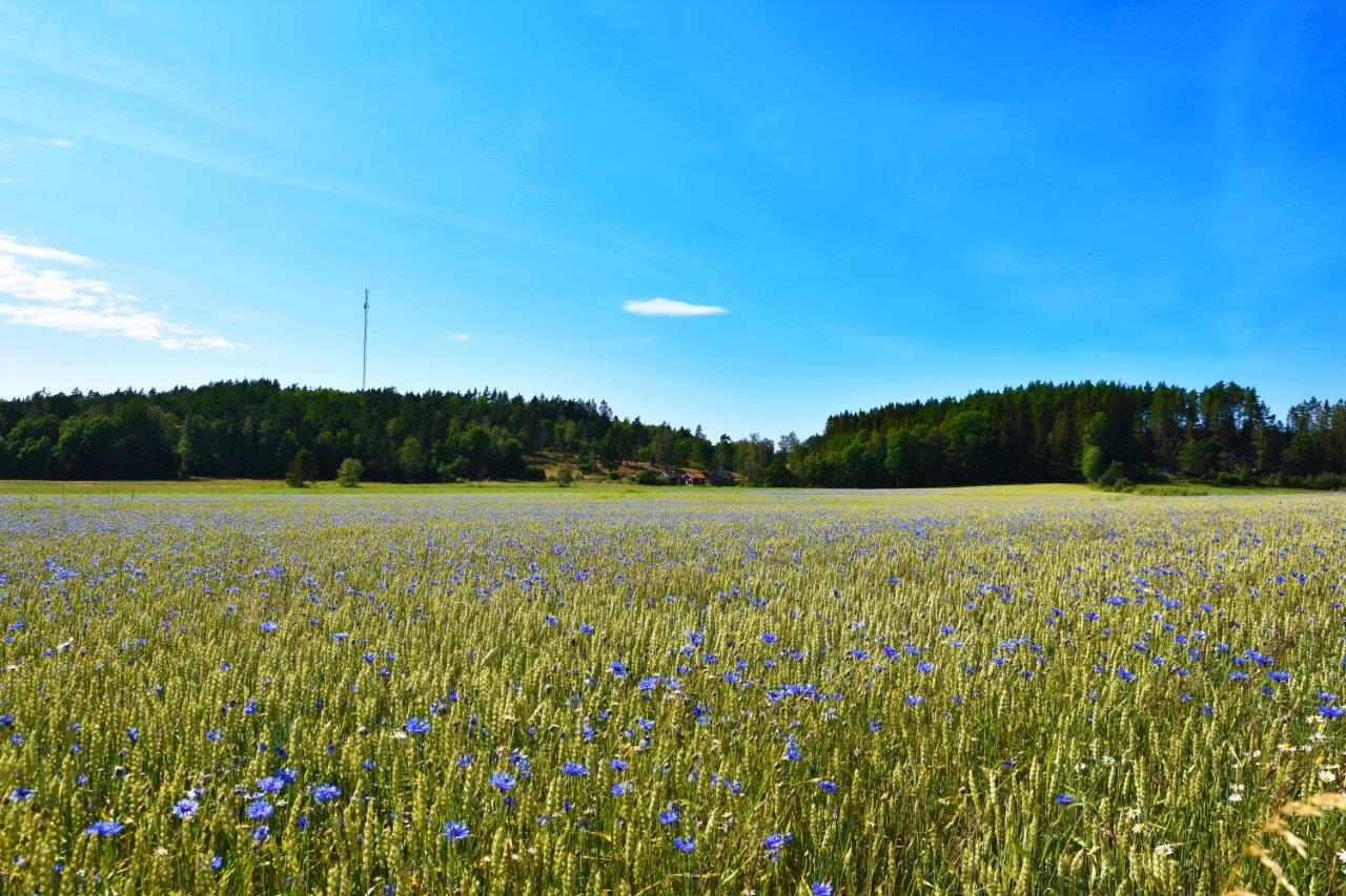 Blåklint på en stor äng i Kville