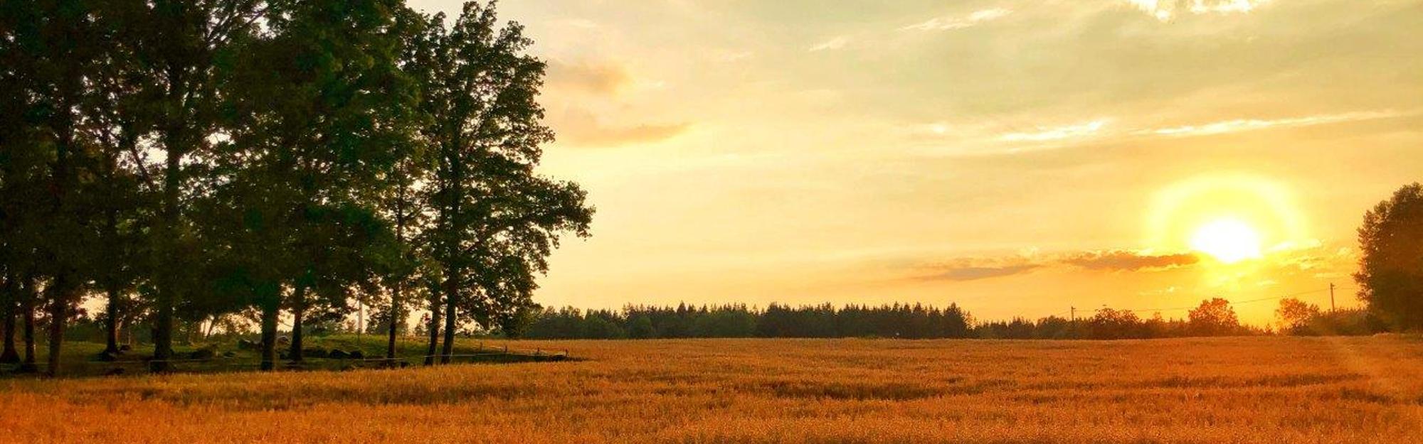 Solnedgång över åker i Hällevadsholm