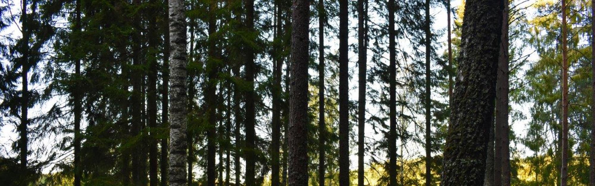 Skog i Holkekärnes