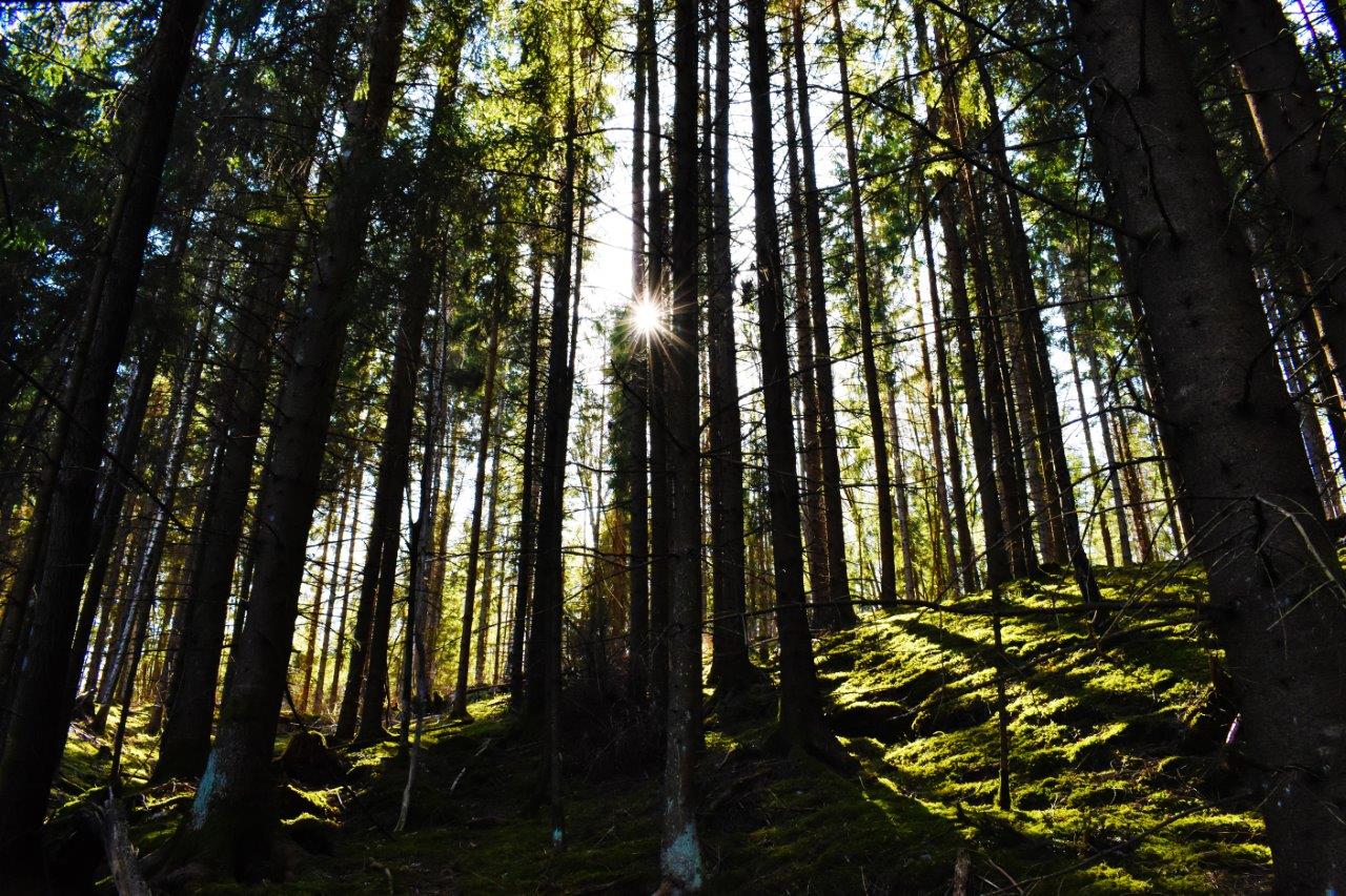 Solnedgång i skog